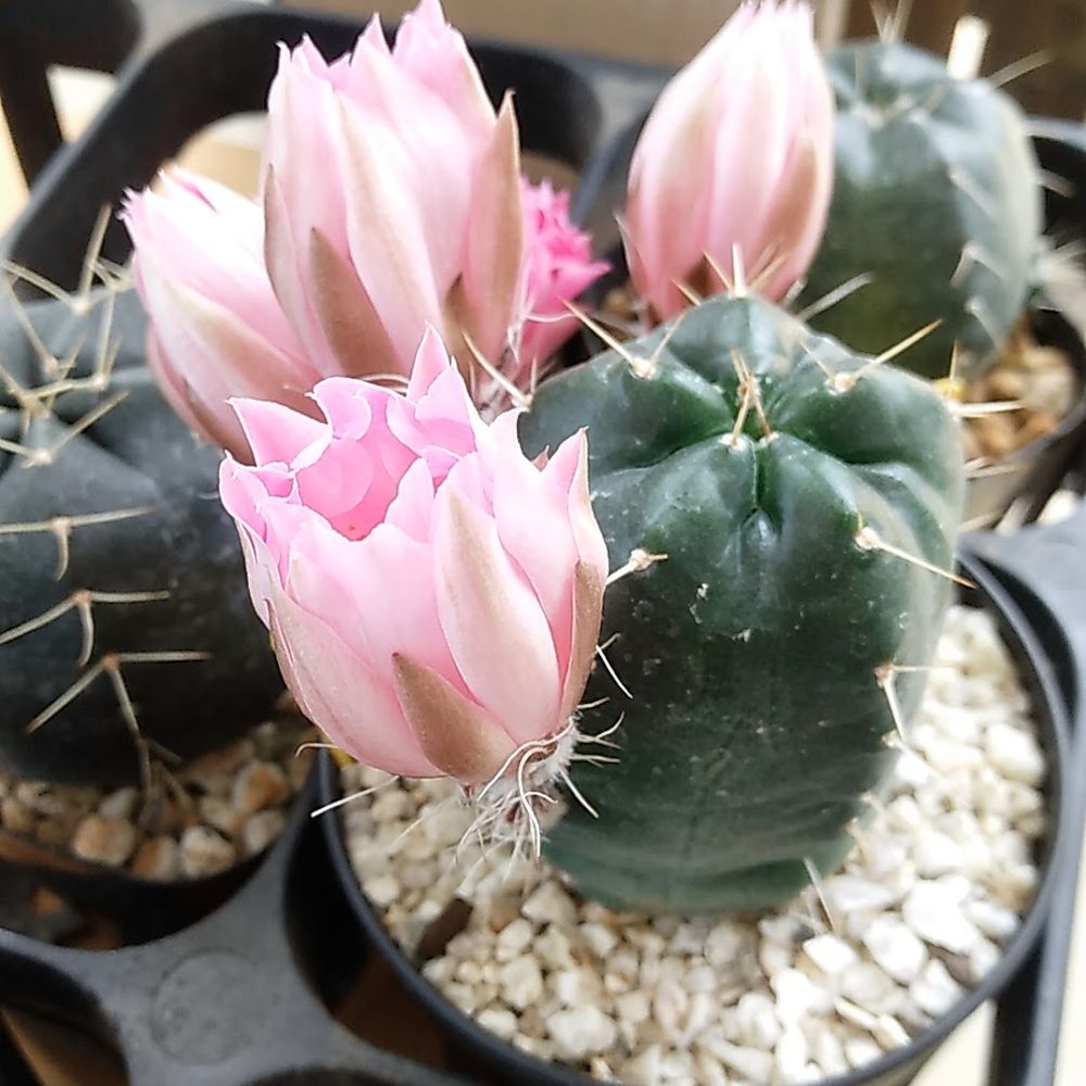 淡くも彩度高めの大きな花が愛らしいサボテン