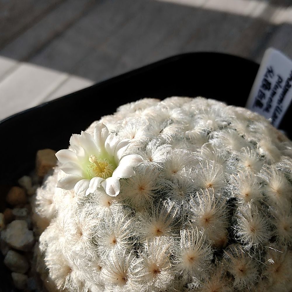 白いふさふさの毛に覆われたサボテンから薄っすらとピンク色がかった白い花が出ています
中心部は地肌の薄い黄緑色が透け、雄しべは白く黄色い花粉で雌しべは花と同じく薄くピンクがかった白色