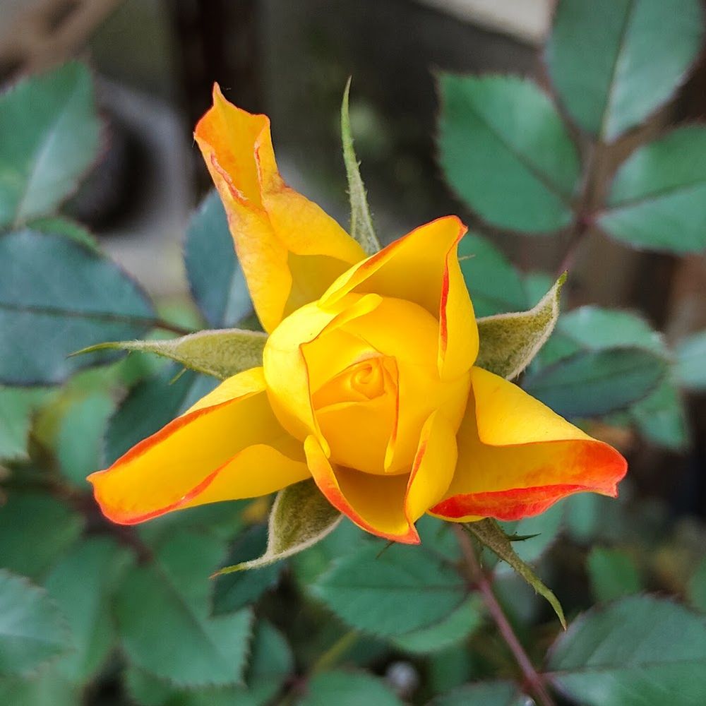 開花し始めたオレンジ色と黄色のバイカラーのミニバラ