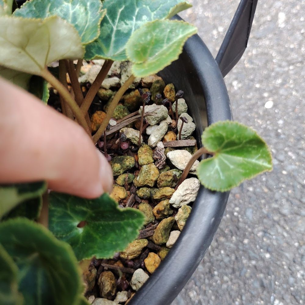 こちらもいくつか発芽し、1つはもうシクラメンらしい葉になっています
ガーデンシクラメンはあまりに丈夫で、日陰に入れたりしませんでしたが夏も半休眠もせず夏越ししました