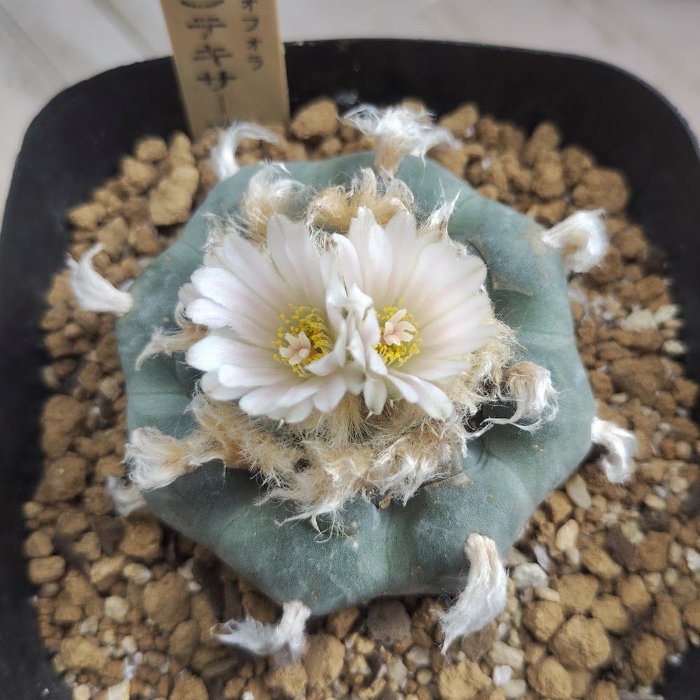 花弁と雌しべは淡いピンク色、雄しべは白く花粉は鮮やかな黄色です
ボディは青みのあるマット質感の低彩度の緑色で棘は毛のように変化し象牙色に似ています