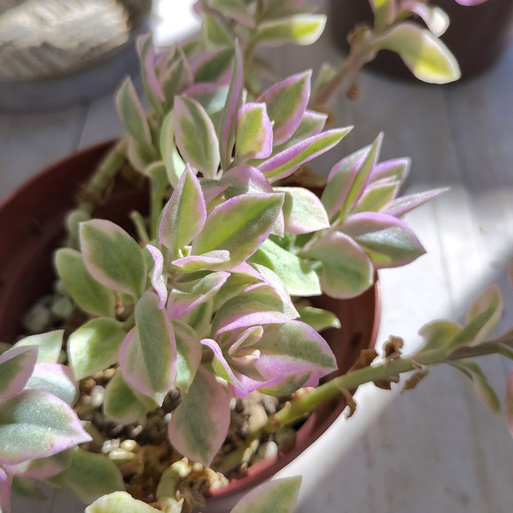 葉は明るい緑色をベースに、白に近い淡い緑色で斑入りになっています
紅葉がはじまり葉のふちから淡いピンク色になっている葉もあります
葉は柔らかく、表面に光が当たるときらきらと輝きます