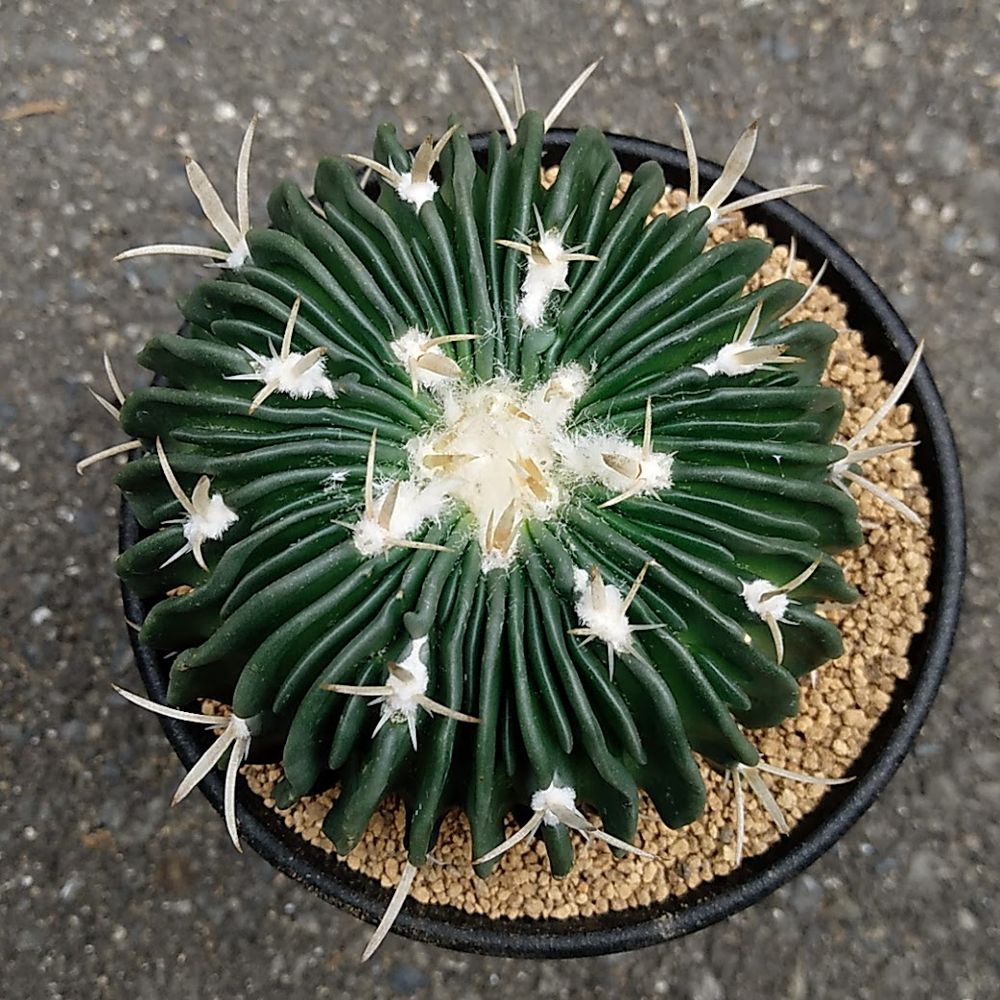 4月撮影、英語圏での流通名は「ブレインカクタス、脳みそサボテン」
ラジエターターのように深いひだをもつ濃い緑色の体色に白いトゲが生えています