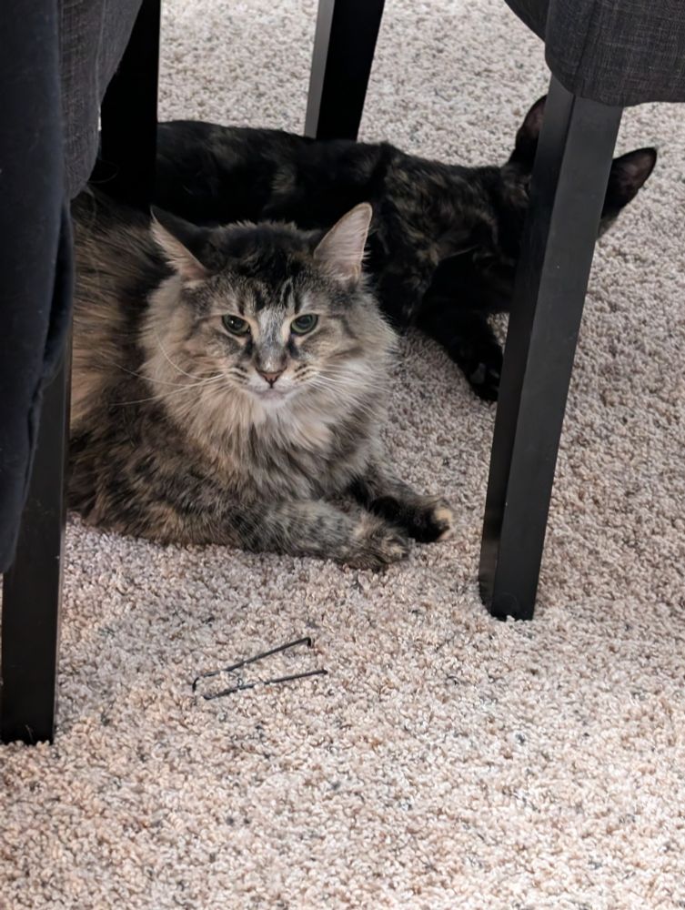 Crepe sitting on the floor looking at the camera with Battra laying behind her. She's a bit squinty as she was attacked by said Battra moments ago.
