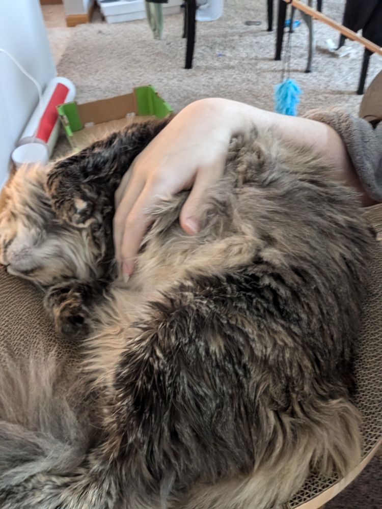 Crepe Myrtle my cat curled up upside down getting belly rubs. She's very very cute.