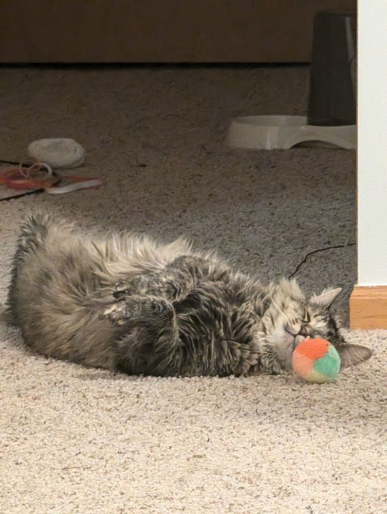 Crepe Myrtle, my beloved cat, upside down with her belly in the air sleeping. She's slightly twisted such that her upper body faces the camera and she is adorable <3
