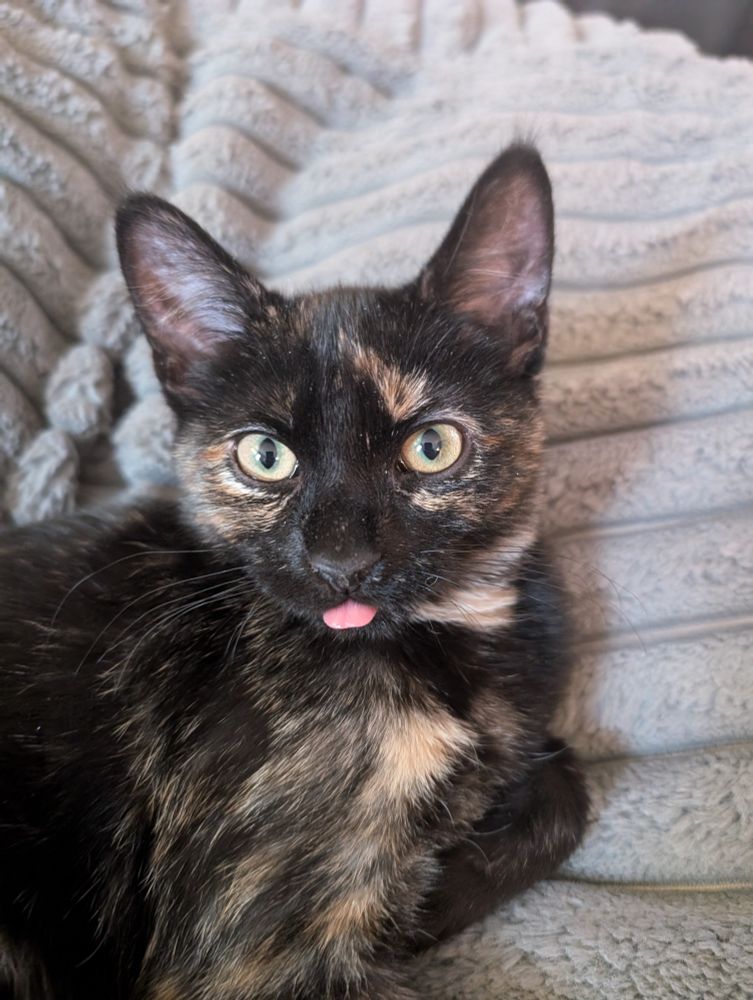 A small and silly battra (our sweet and tiny kitten) sticking her tongue out while looking at the camera, like many of you.