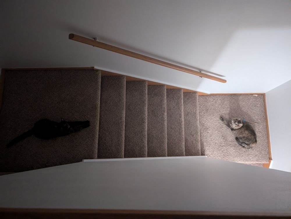 Our two cats on a staircase, viewed from above. Vile Battra is clocked in shadow at the top of the stairs, keeping the noble Crepe Myrtle, wreathed in light, from ascending them.