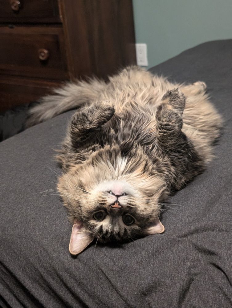 Crepe Myrtle, my beloved beast of a kitty, upside down in bed with her belly in the air looking at the camera. Her two canines just peek out of her mouth.