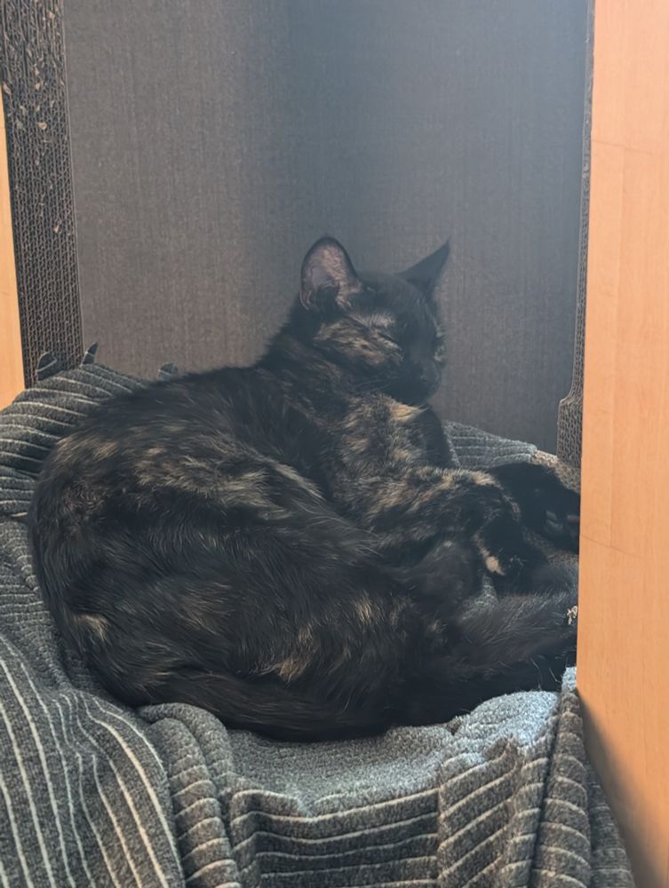 Sleepy Battra curled up on her bed with a blanket under her, head propped up a bit as she sleeps. Also very adorable <3