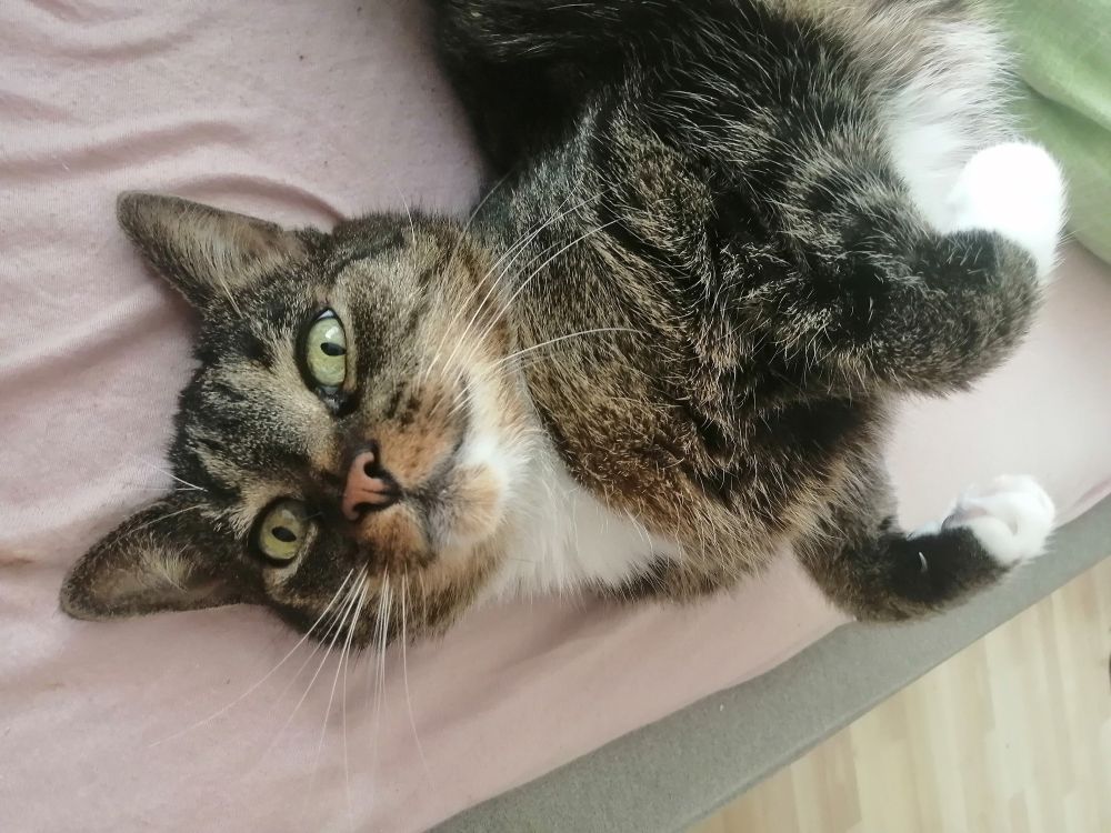 Tabbykatze liegt auf einem rosa Untergrund und schaut in die Kamera