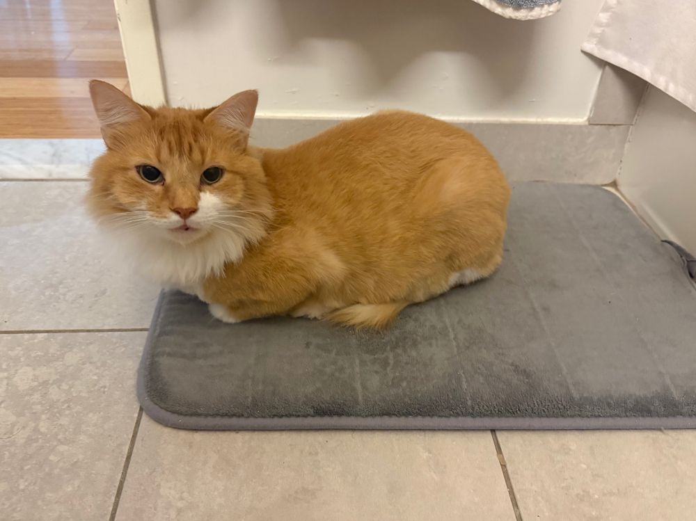 cat sitting on a mat