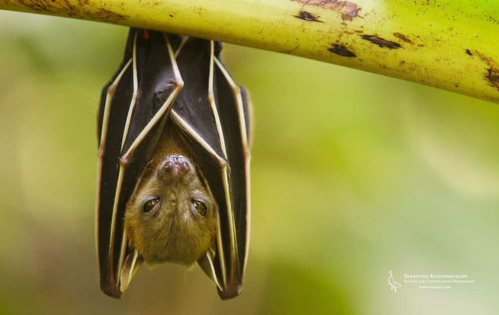 An adorable lesser short-nosed fruit bat hanging from a branch with its eyes half closed as if fallung asleep.