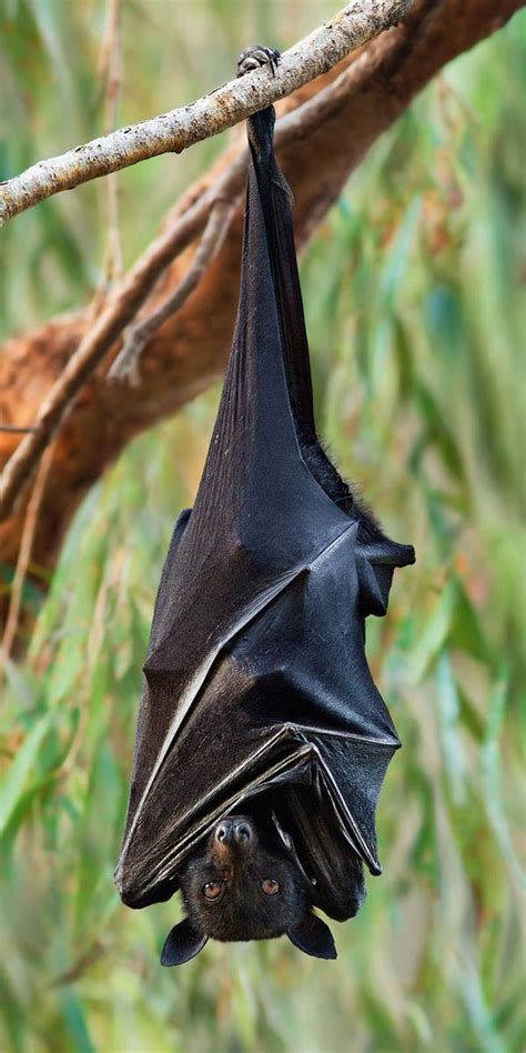 A black flying fox hanging ipside down from a branch with its wings wrapped around its body and looking into the camera lense.