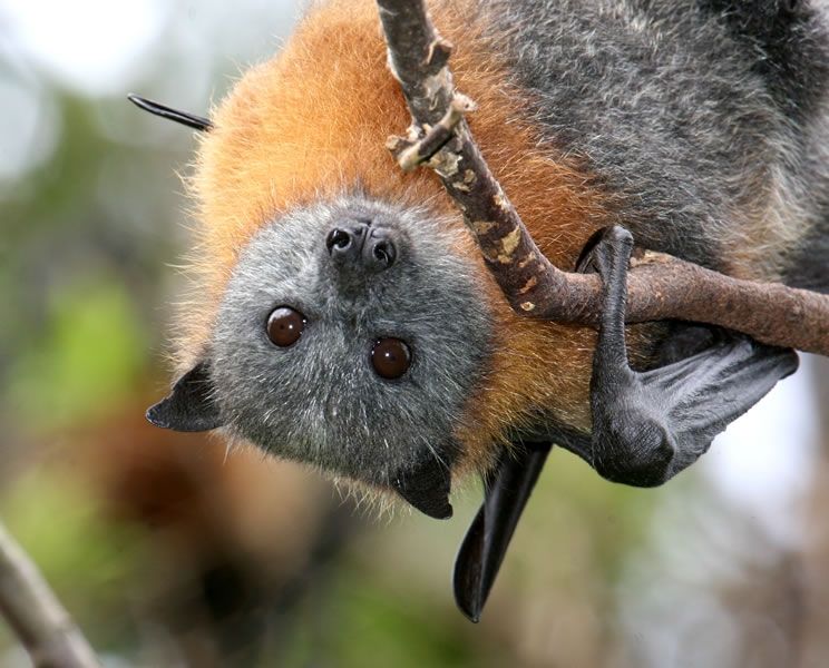 A grey headed flying fox hanging upside down from a branch and looking into the camera.