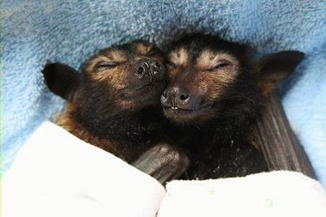 two flying foxes cuddling, wrapped up in little blankets