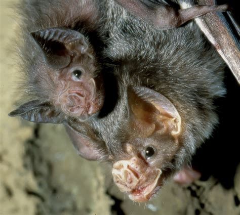 An adult common vampire bat carrying its pup on its back.