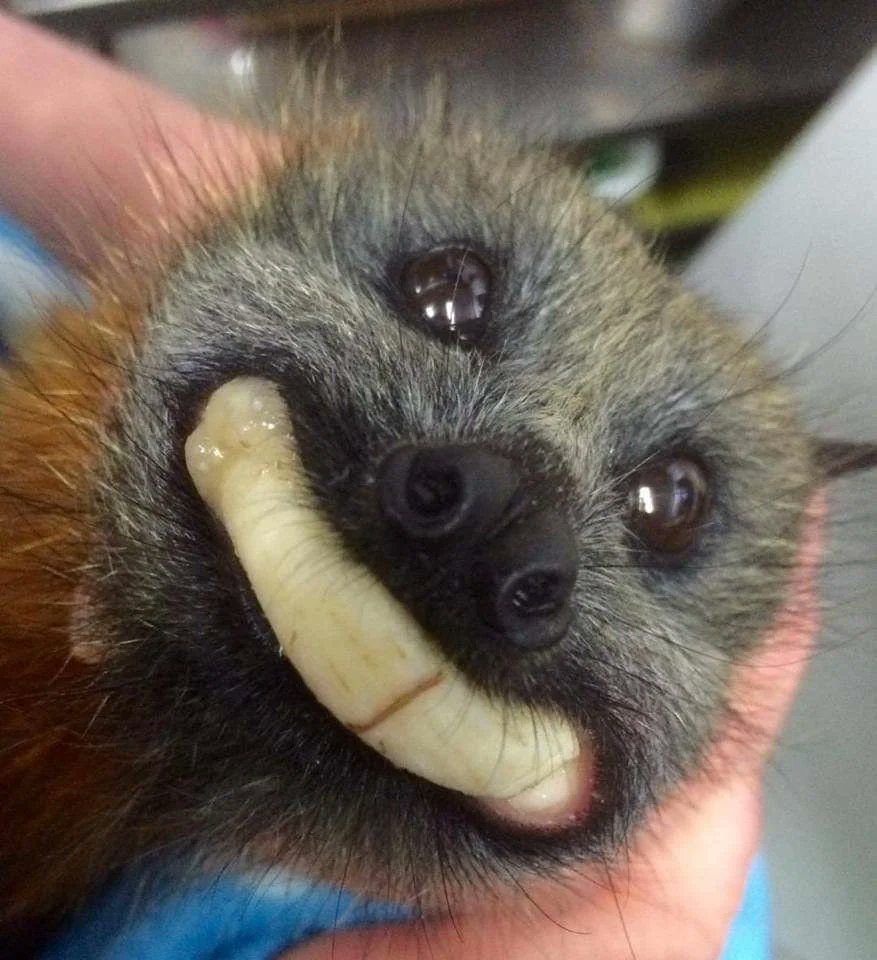 A smiling bat with banana in its mouth!!