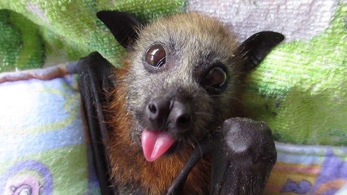 a grey headed flying fox pup sticking its tongue out and being very cute