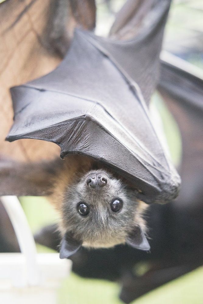 A juvenile grey headed flying fox hanging upside down, seemingly smiling at the camera!