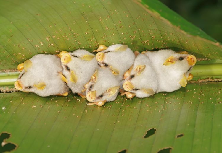 Six honduran white bats sitting closely on a leaf.
