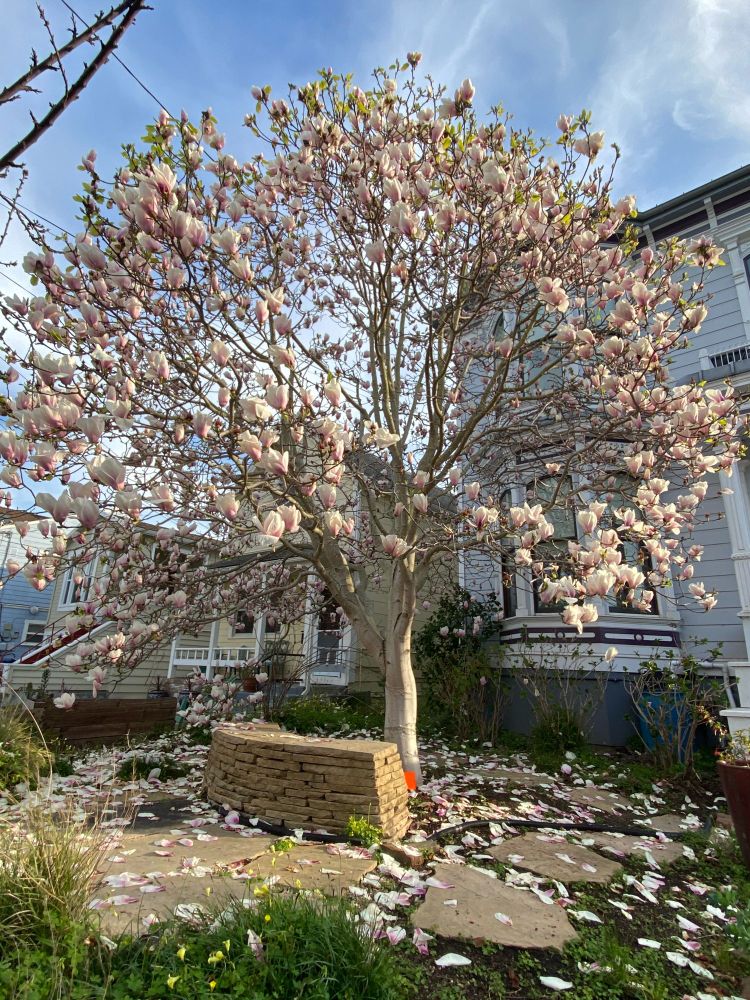 A magnolia tree in spring bloom, large pink flowers over the entire tree. Petals have started to fall onto the ground, where the tree is surrounded by a flagstone patio and a stacked stone bench. In the background are the Victorian homes of the neighborhood.

The tree is Magnolia x 'Jon Jon', bred by the late John Gresham, believed to be M. soulangeana crossed with M. x veitchii. It is a late bloomer, so it adds colour to the neighborhood weeks after other magnolias have finished their bloom. This tree is 23 years old and fully grown. I have it aesthetically pruned every year.