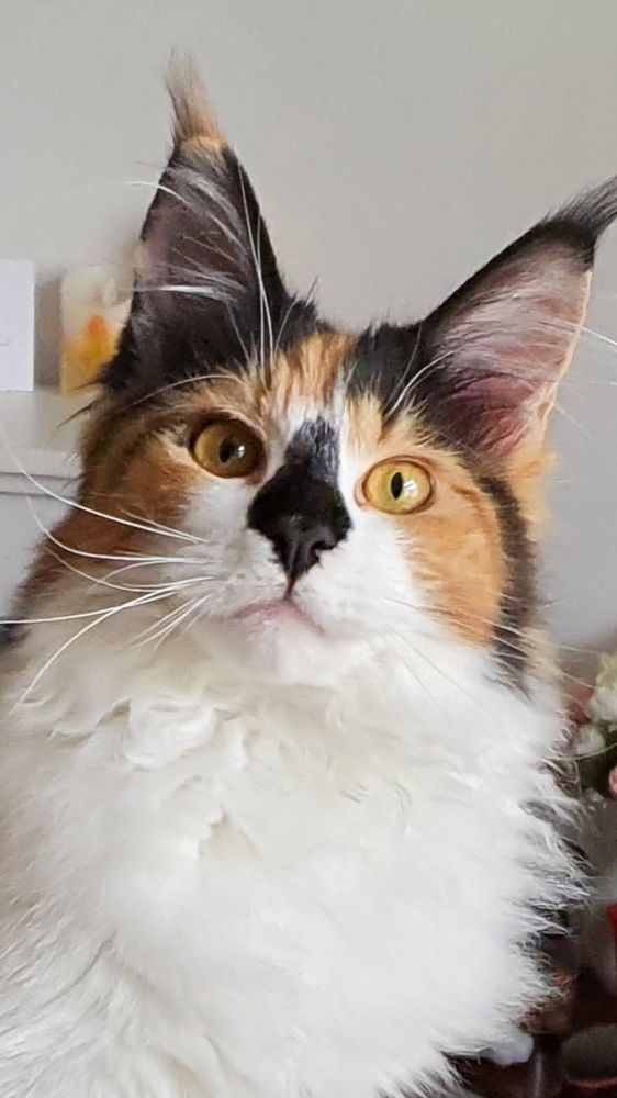A beautiful maine coon cat with big golden eyes 