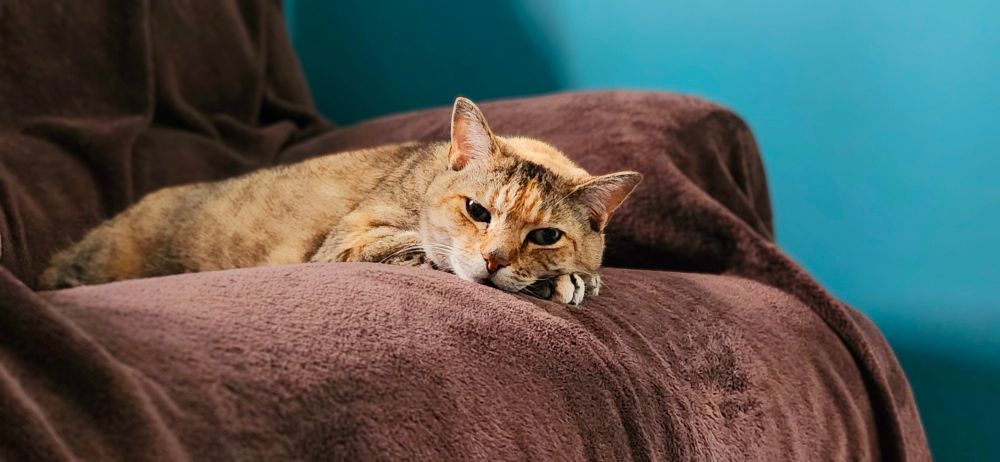 An orange and grey mixed tabby laying comfortably on a brown recliner with half-lidded eyes