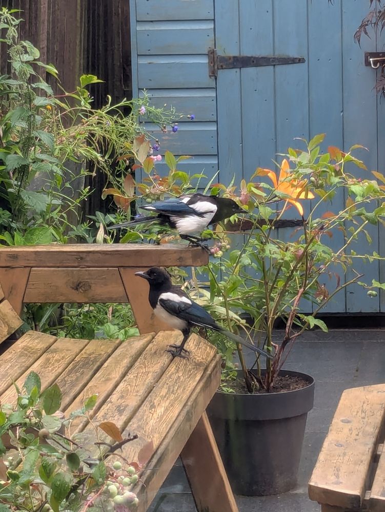 Two magpies on a wooden bench. One stands on the arm, reaching to pinch a blueberry off a bush. The other stands by, presumably keeping lookout, and eager to learn the art of avian crime. 