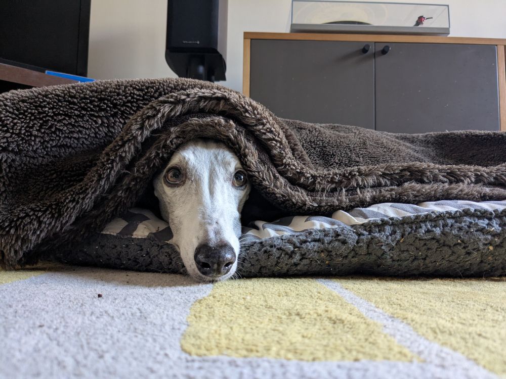 Jake (a white whippet) in his bed. Only his eyes and snoot are visible, peeking out from under a thick, brown furry blanket. He has achieved maximum cosiness, which would be fine if we weren't in the middle of a heatwave. 