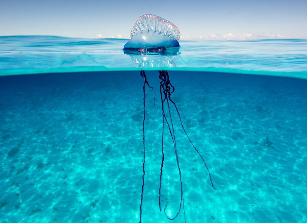 portuguese man o' war