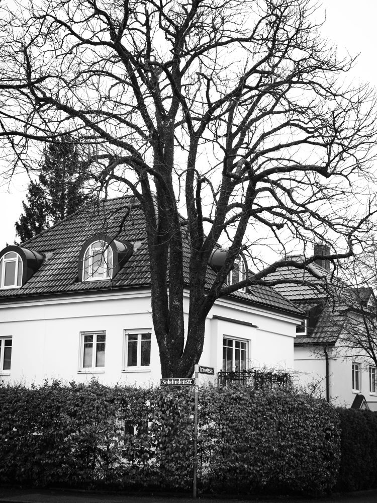 black and white image of the house with the bushes and tree in front of it