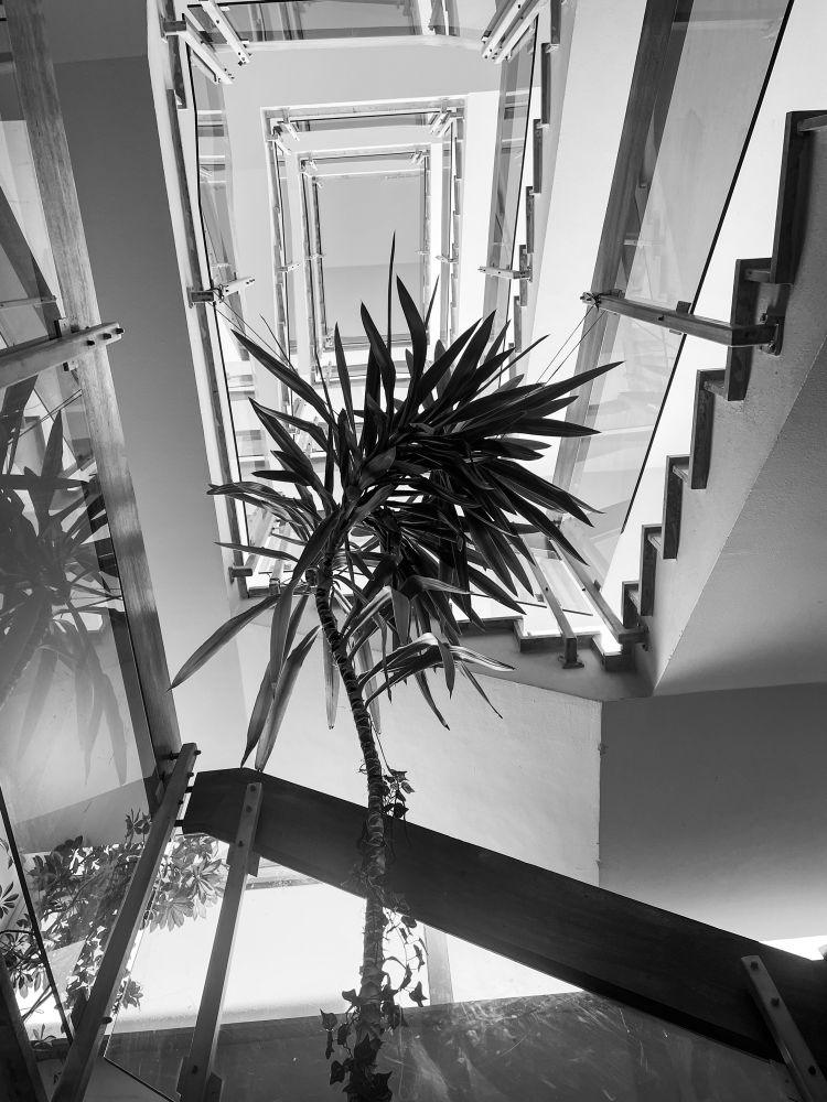 black and white stairs going upstrairs and one plant going up in the center