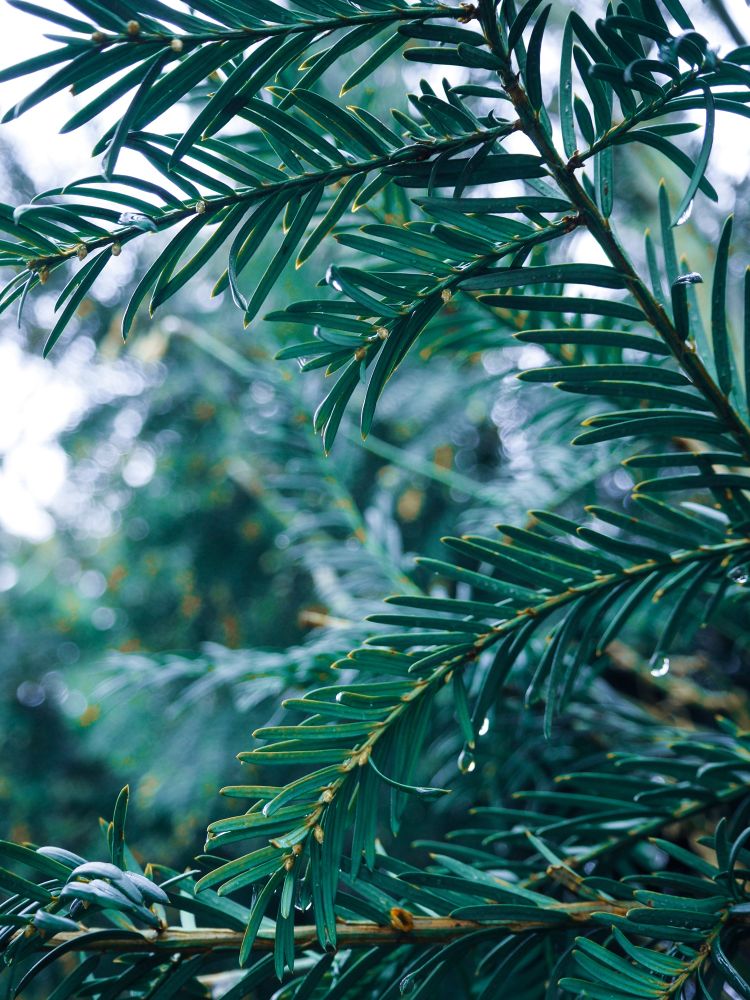 green plants