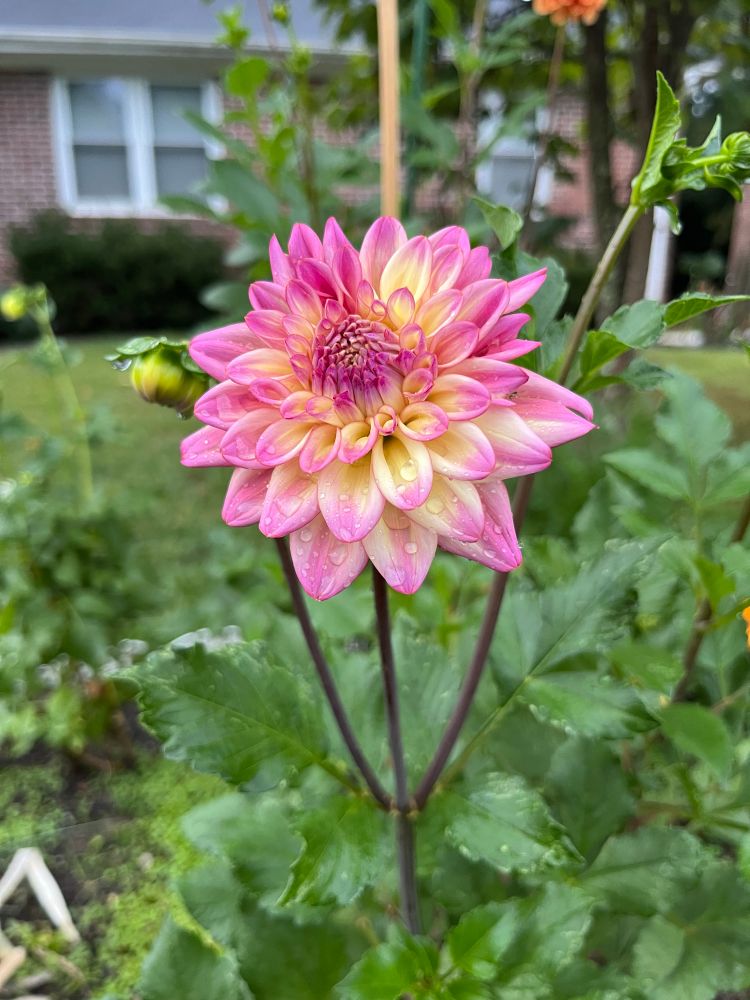 A pink and yellow Dahlia