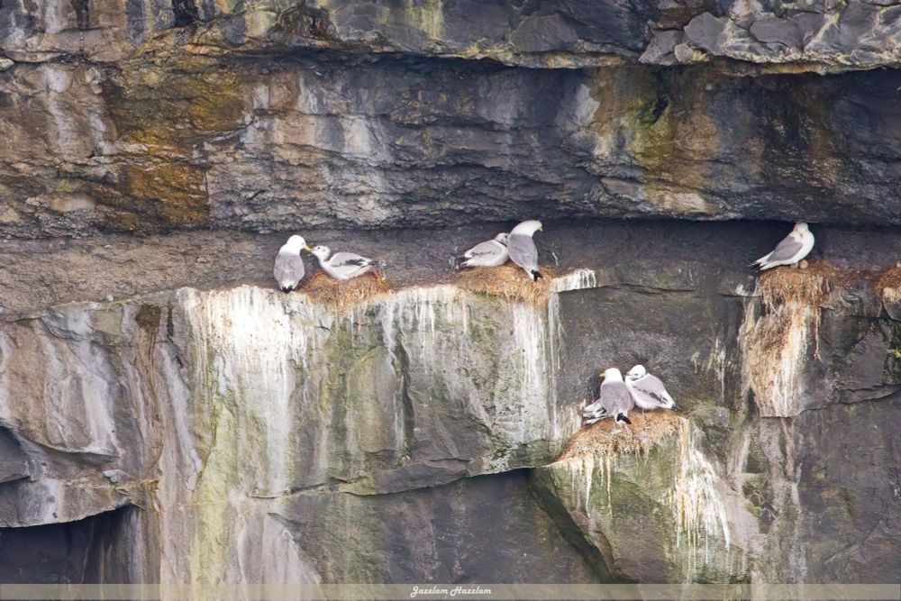 Blacklegged kittiwakes nesting on the cliffs of Inis Mór. On the left, and adult feeds a large nestling. On the right, an adult protects an egg.