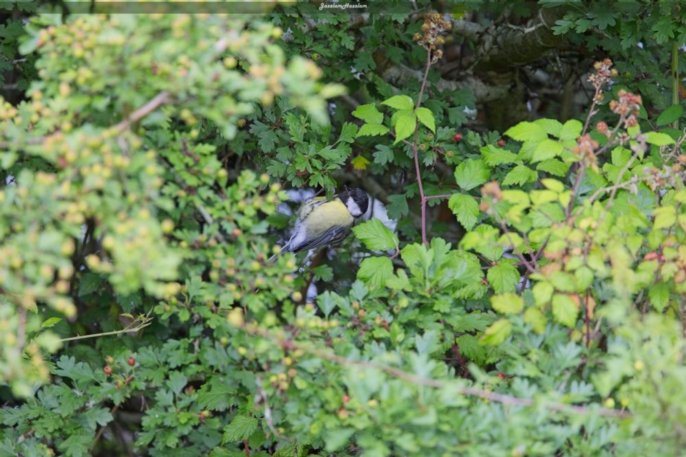 Great Tit, Biodiversity Trail at the University of Galway, July 25