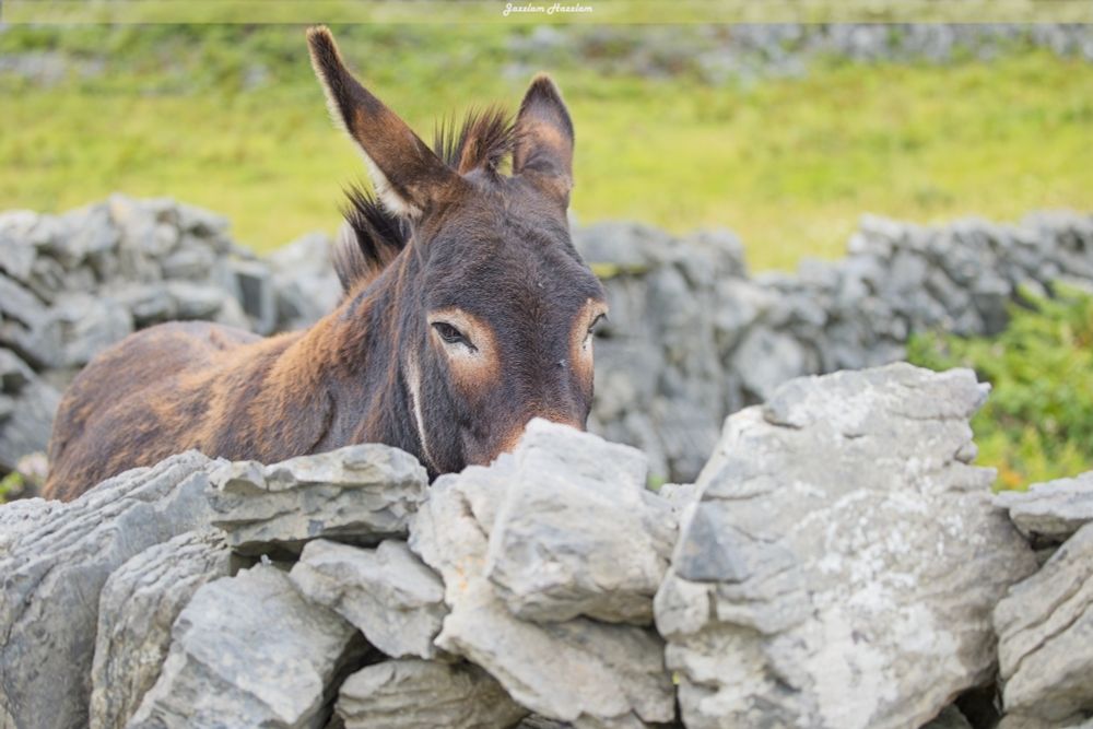 A donkey on Inis Mór