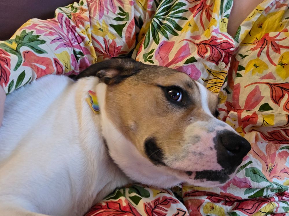 A medium dog with a white body, brown head, white cow-spotted muzzle, and black eyeliner and lips is snuggled as close as snuggling can get onto a person's lap. He has a look on his face of excitement and satisfaction.