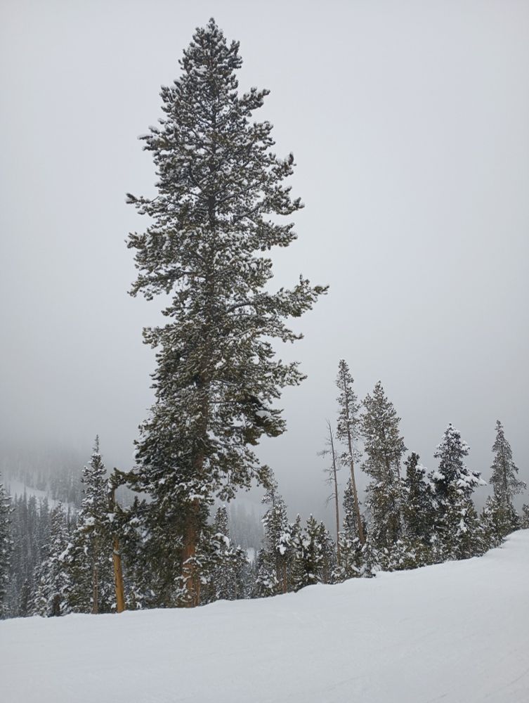 A frosty evergreen tree stands against a background of clouds. 