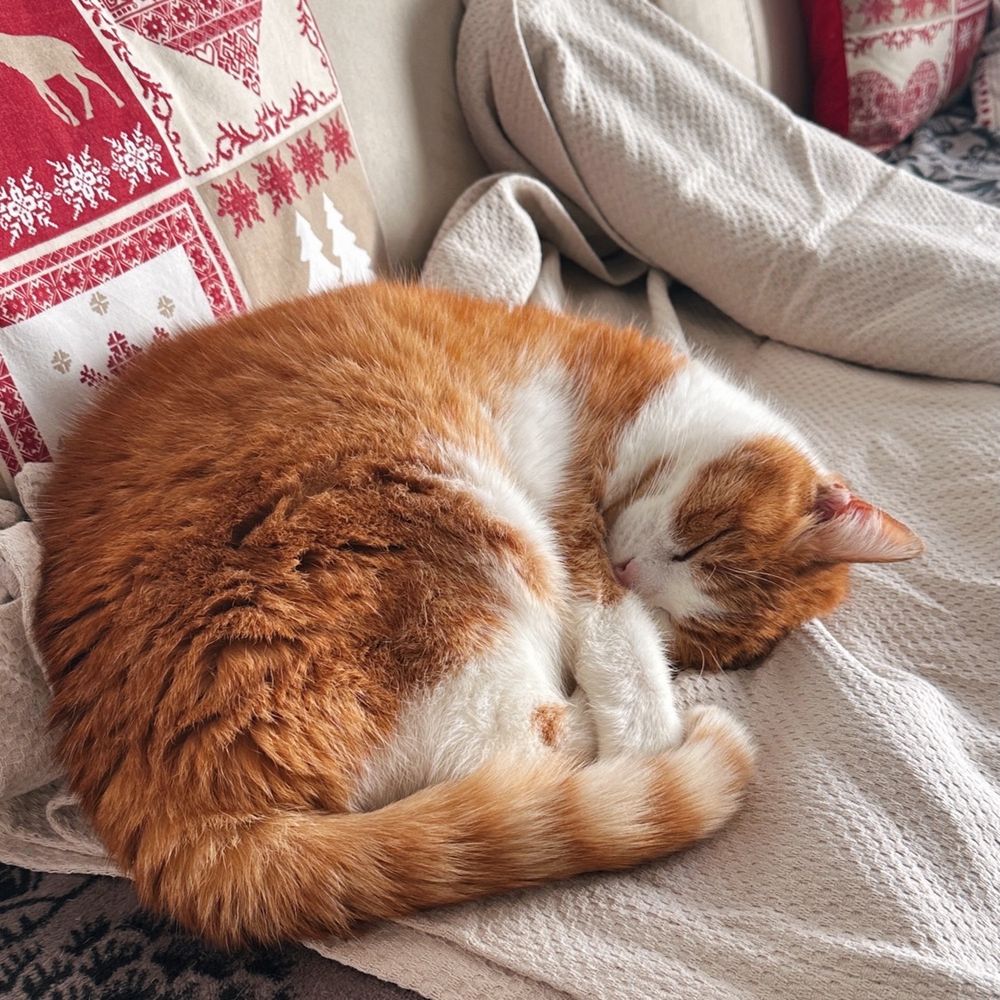 Photo d'un chat roux et blanc, endormi enroulé sur lui-même. Il est installé sur une couverture, sur un canapé. C'est Marou, le chat de mes parents.