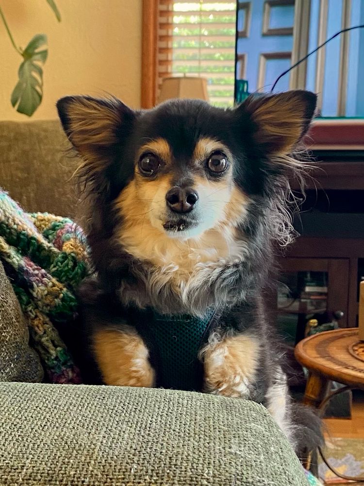 Picture of a small Black and Tan fuzzy eared dog looking at the camera.