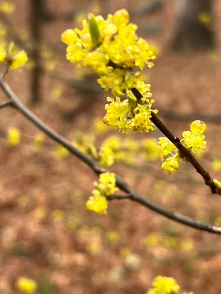 Yellow buds on a dark wet tree branch against a background of dead leaves 