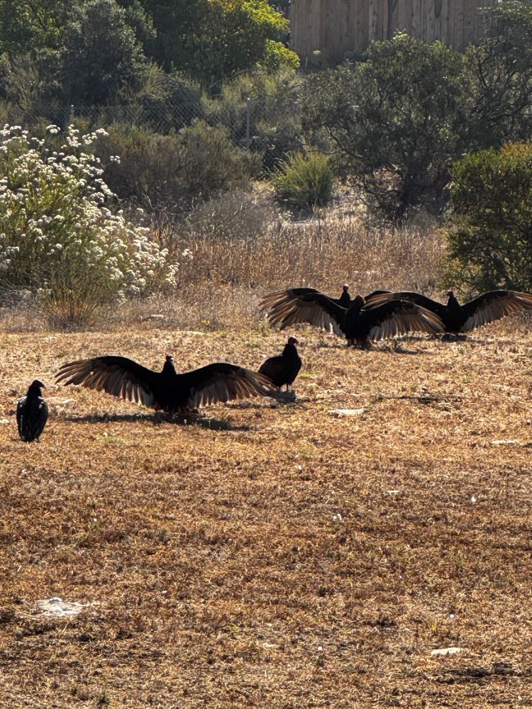 4 turkey vultures stretching their wings while standing in a dry field, 2 others watching 