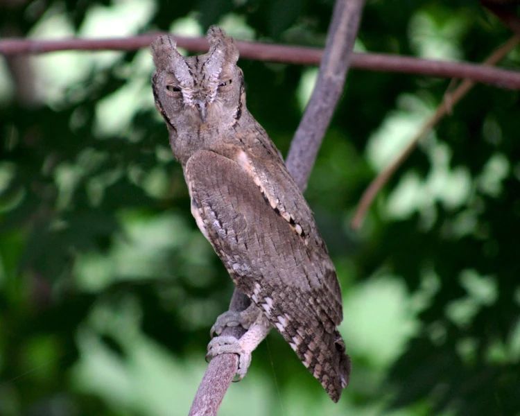 Scops Owl on a tree branch