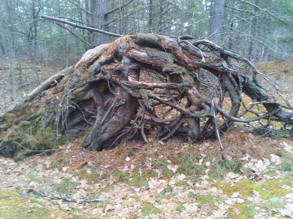 Roots of a fallen pine cleaned by years of rain and snow.
