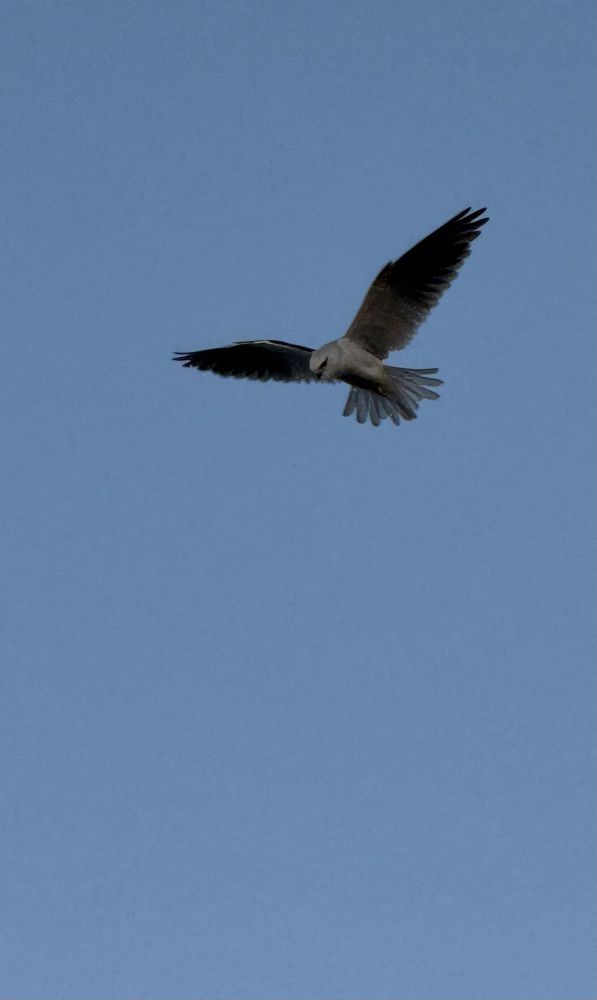 Black-shouldered kite hanging in a blue cloudless sky, looking down near the photographer. Dark shadowed wings, pale grey head & body, dark streak across eye, fanning mid grey tail.