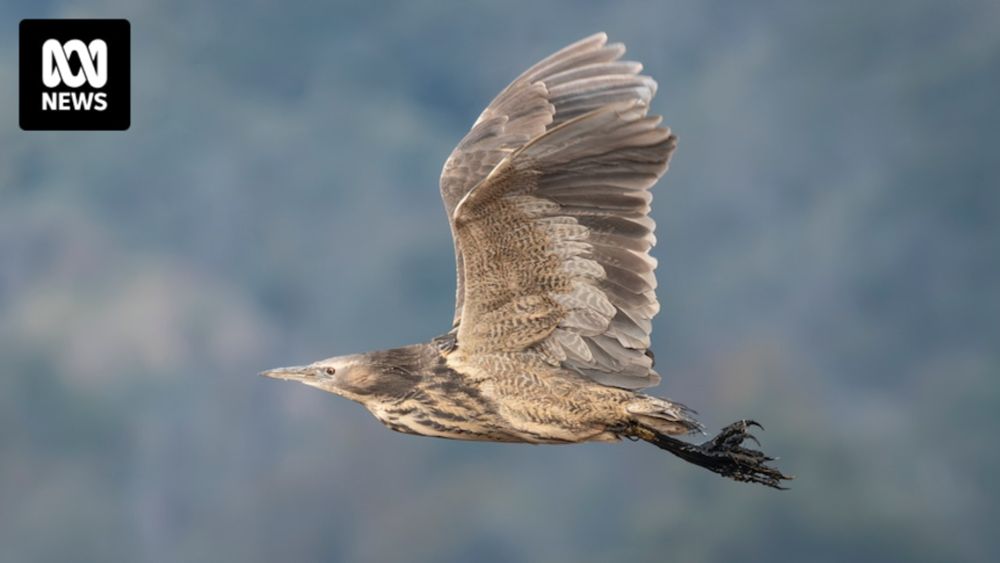 Rarely seen and hardly ever heard, secretive 'bunyip bird' spotted breeding for the first time in 40 years