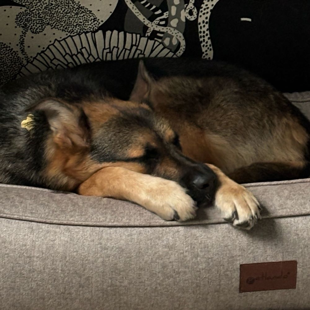 sleeping gsd dog, head resting between paws.