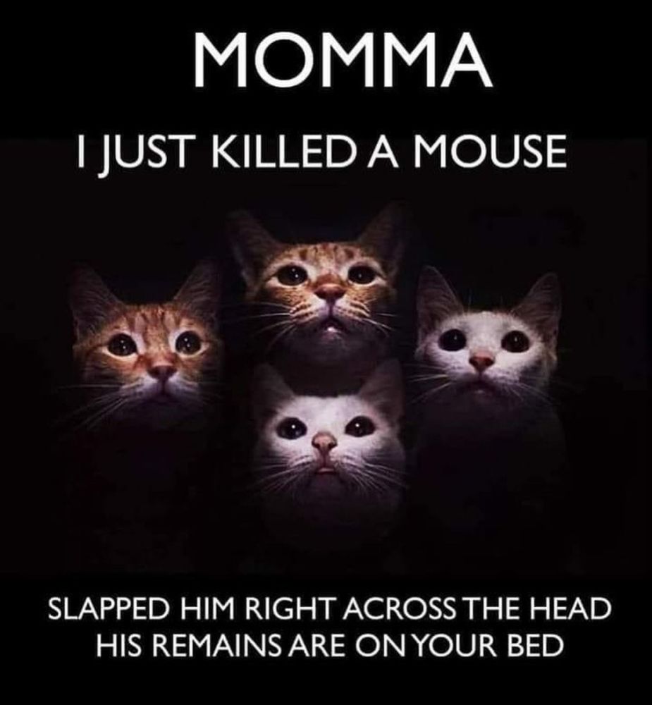 4 Katzen, im Bild der veränderte Text von Bohemian Rhapsody: Momma, I just killed a mouse, slapped him right across the head, his remains are on your bed